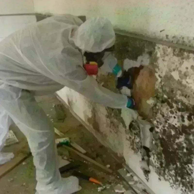 Mold Remediation and Removal in Brogden, NC